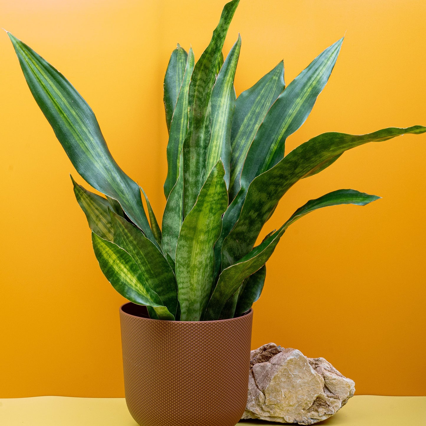 SANSEVIERIA NITE LITE online bestellen bei potflourri