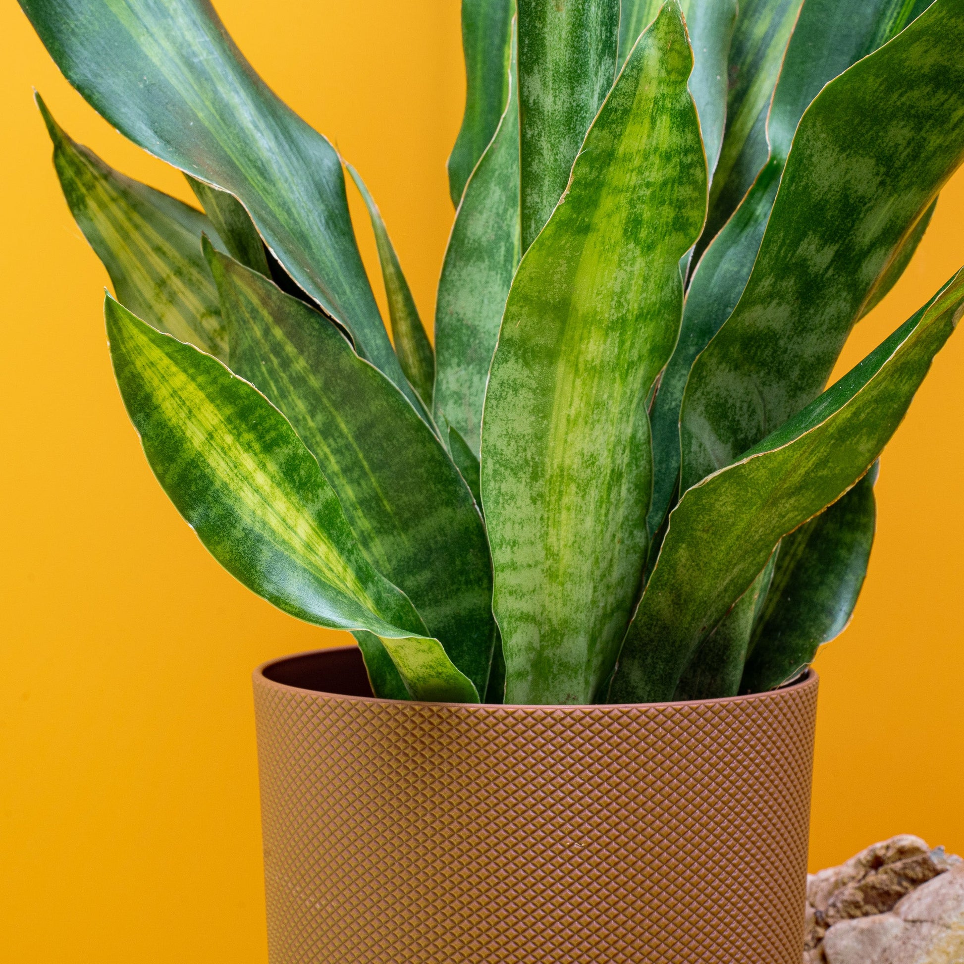 SANSEVIERIA NITE LITE online bestellen bei potflourri