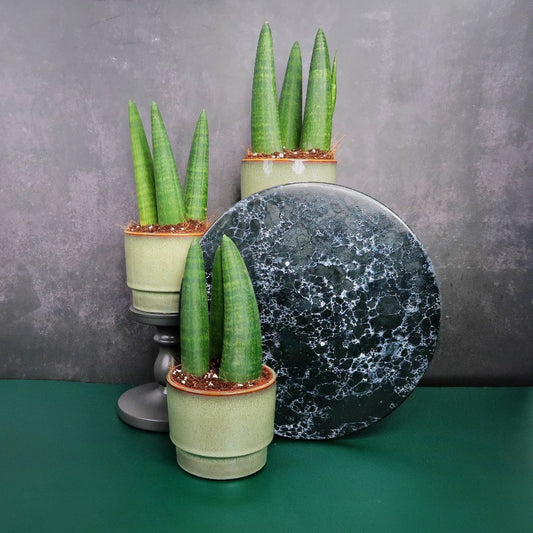 SANSEVIERIA RHINO online bestellen bei potflourri