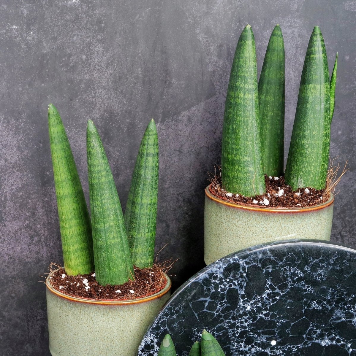 rhino sansevieria SANSEVIERIA RHINO online kaufen bei potflourri