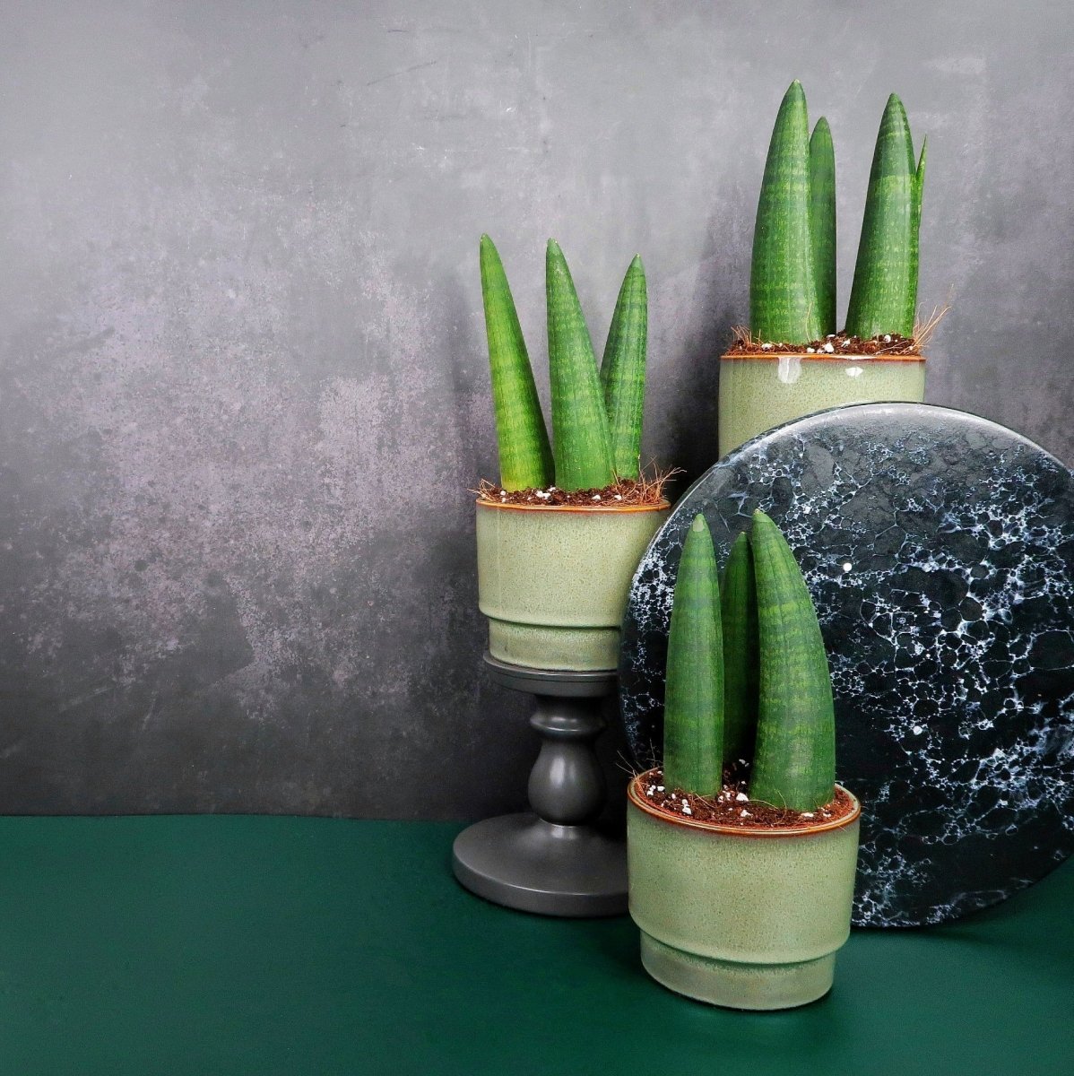 rhino snake plant SANSEVIERIA RHINO online kaufen bei potflourri