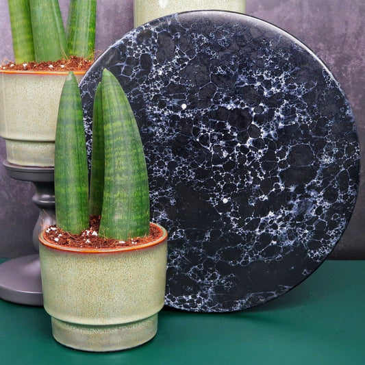 SANSEVIERIA RHINO online bestellen bei potflourri