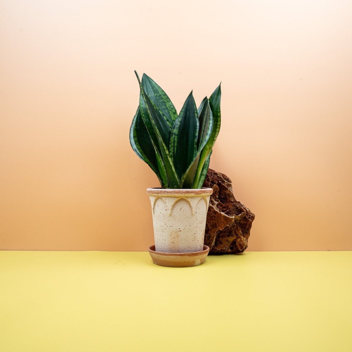 SANSEVIERIA SILVER FLAME online bestellen bei potflourri