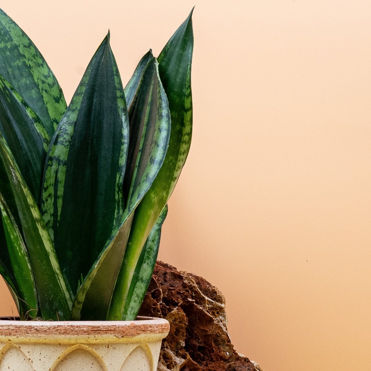 SANSEVIERIA SILVER FLAME online bestellen bei potflourri