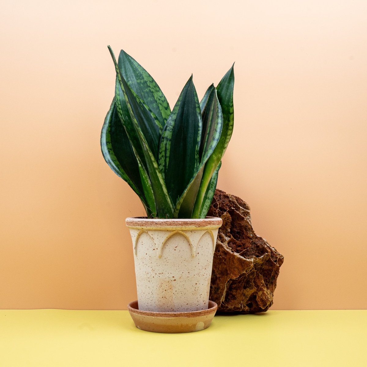 SANSEVIERIA SILVER FLAME online bestellen bei potflourri