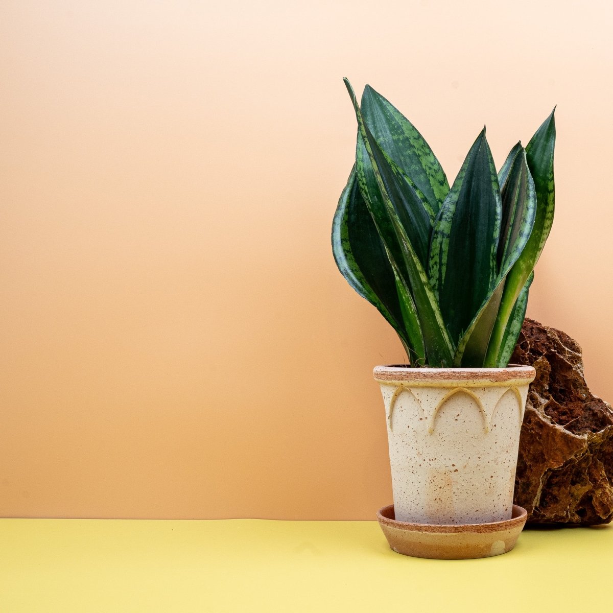 SANSEVIERIA SILVER FLAME online bestellen bei potflourri