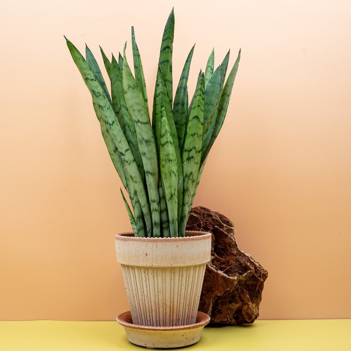 silver princess sansevieria SANSEVIERIA SILVER PRINCESS online kaufen bei potflourri