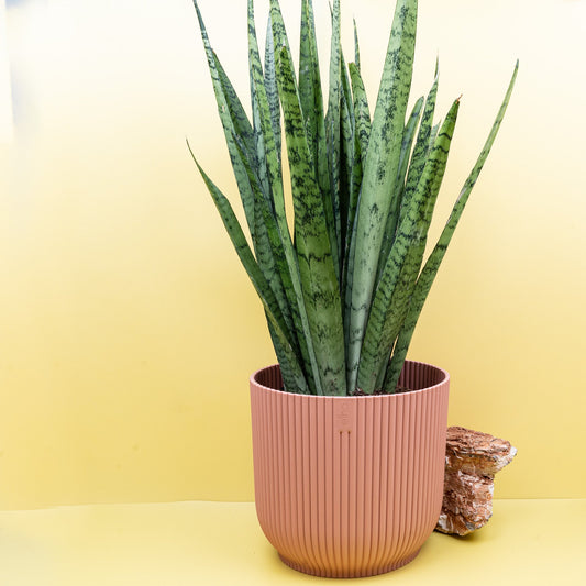 SANSEVIERIA SILVER PRINCESS online bestellen bei potflourri