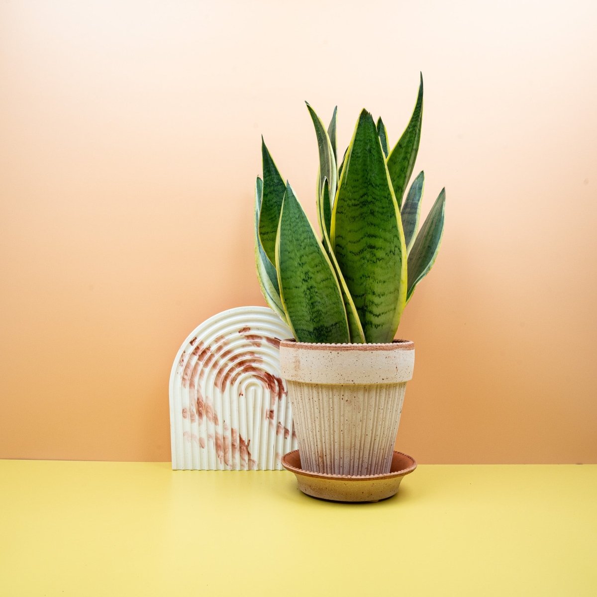 SANSEVIERIA SNOW WHITE online bestellen bei potflourri