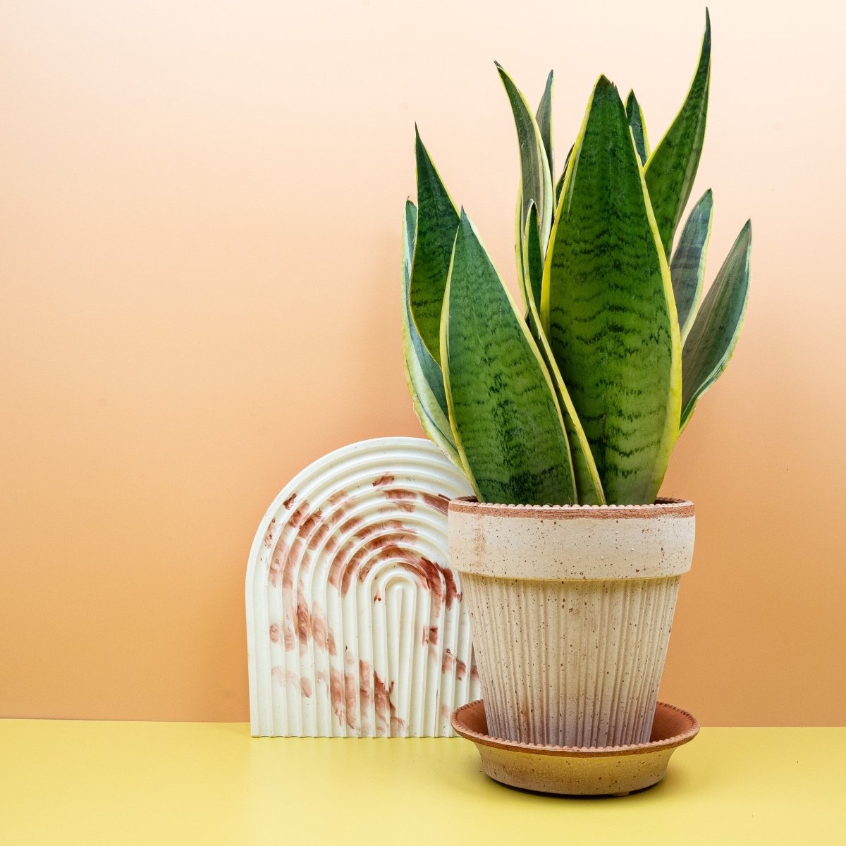 SANSEVIERIA SNOW WHITE online bestellen bei potflourri