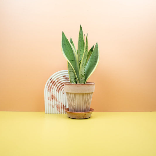 SANSEVIERIA SNOW WHITE online bestellen bei potflourri