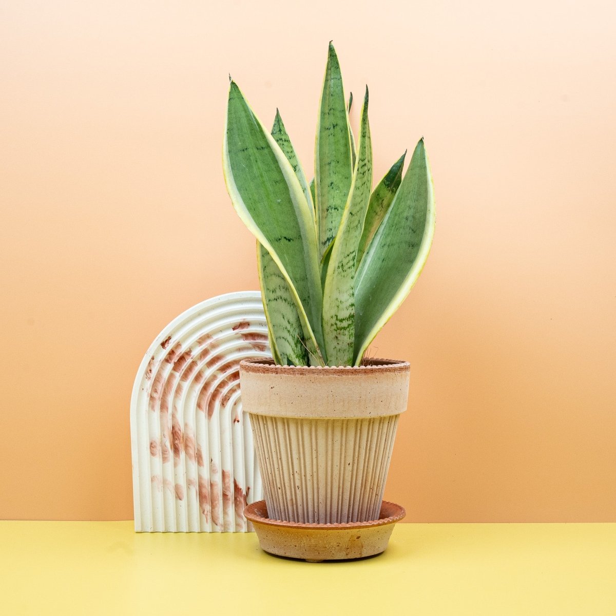 SANSEVIERIA SNOW WHITE online bestellen bei potflourri