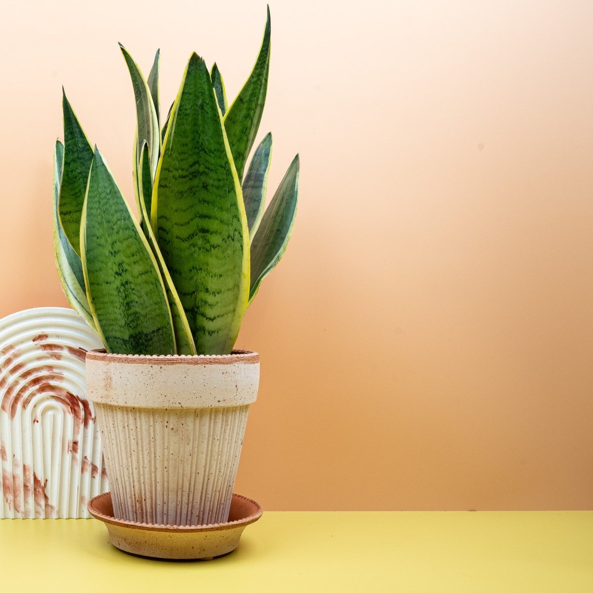 SANSEVIERIA SNOW WHITE online bestellen bei potflourri