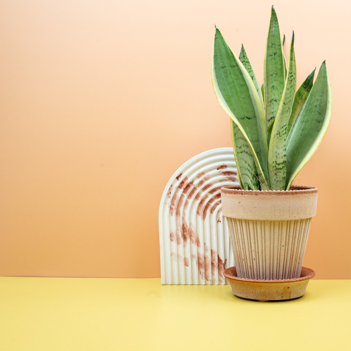 SNAKE PLANT Sansevieria Snow White With 4 or 6 Inch Pot