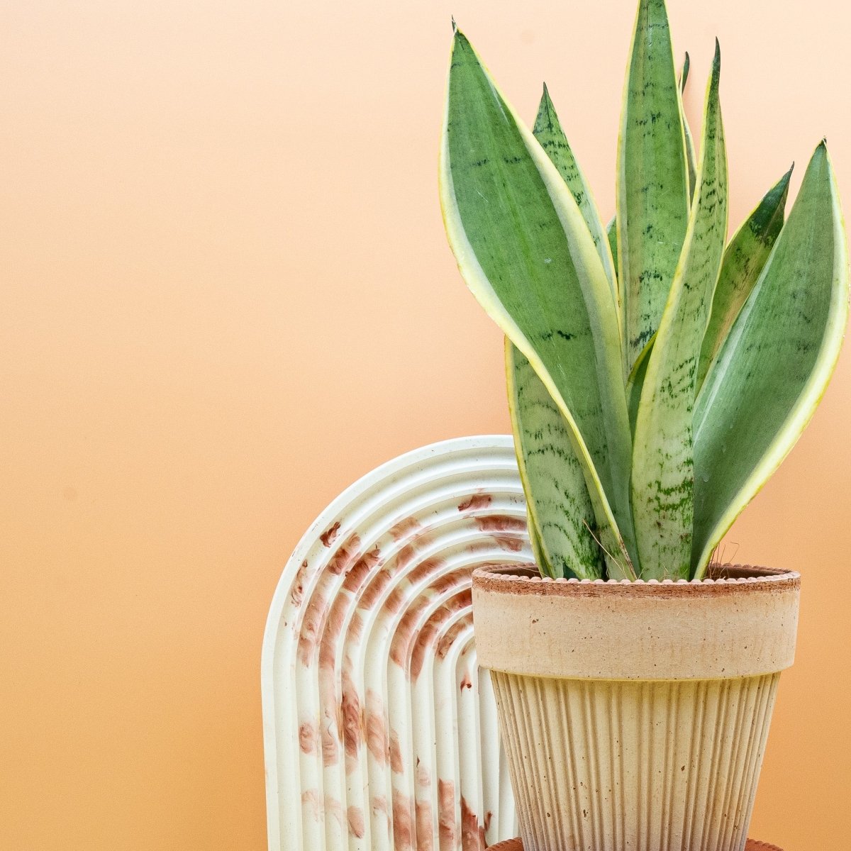 △*様 サンスベリア スノーホワイト Sansevieria Snow Whit SNAKE PLANT Sansevieria Snow White With 4 or 6 Inch Pot