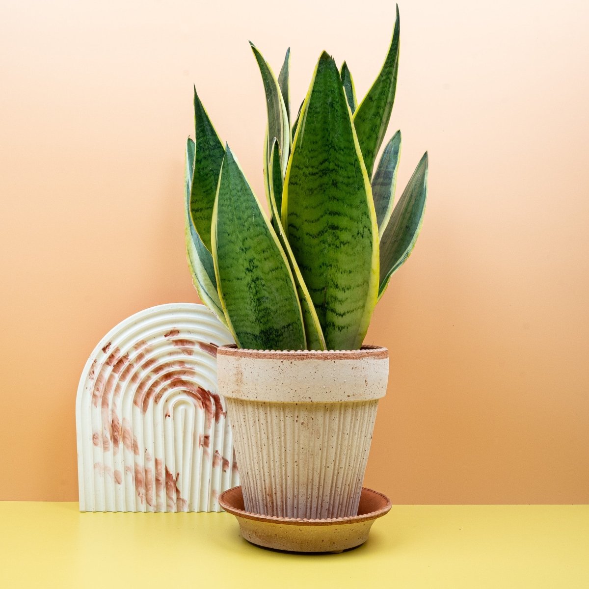 SANSEVIERIA SNOW WHITE online bestellen bei potflourri