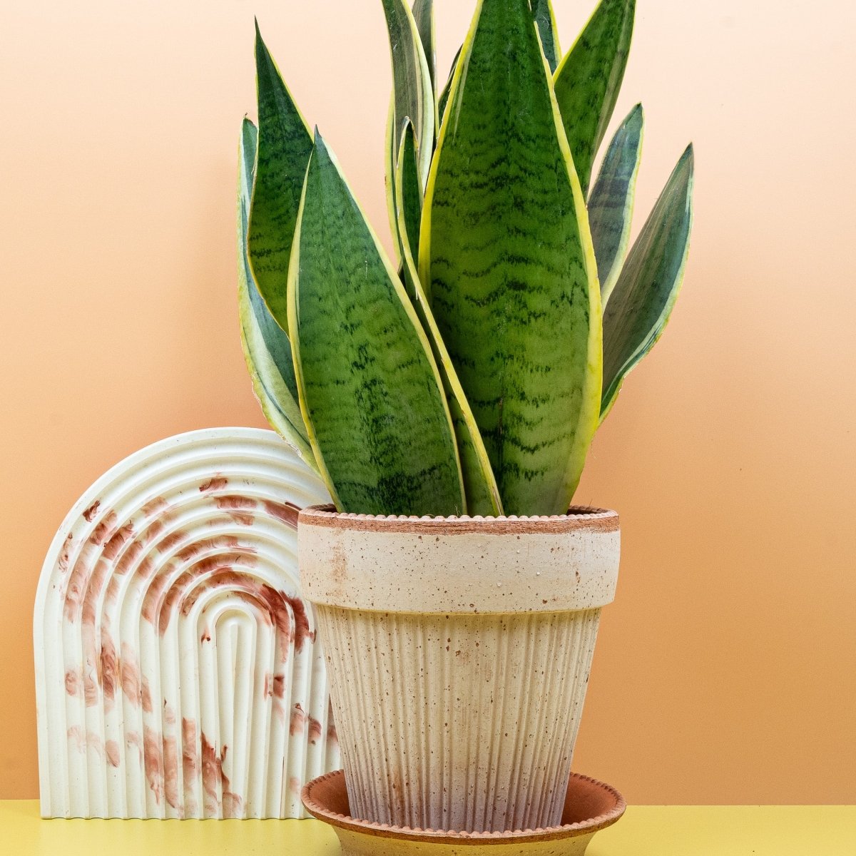 SANSEVIERIA SNOW WHITE online bestellen bei potflourri