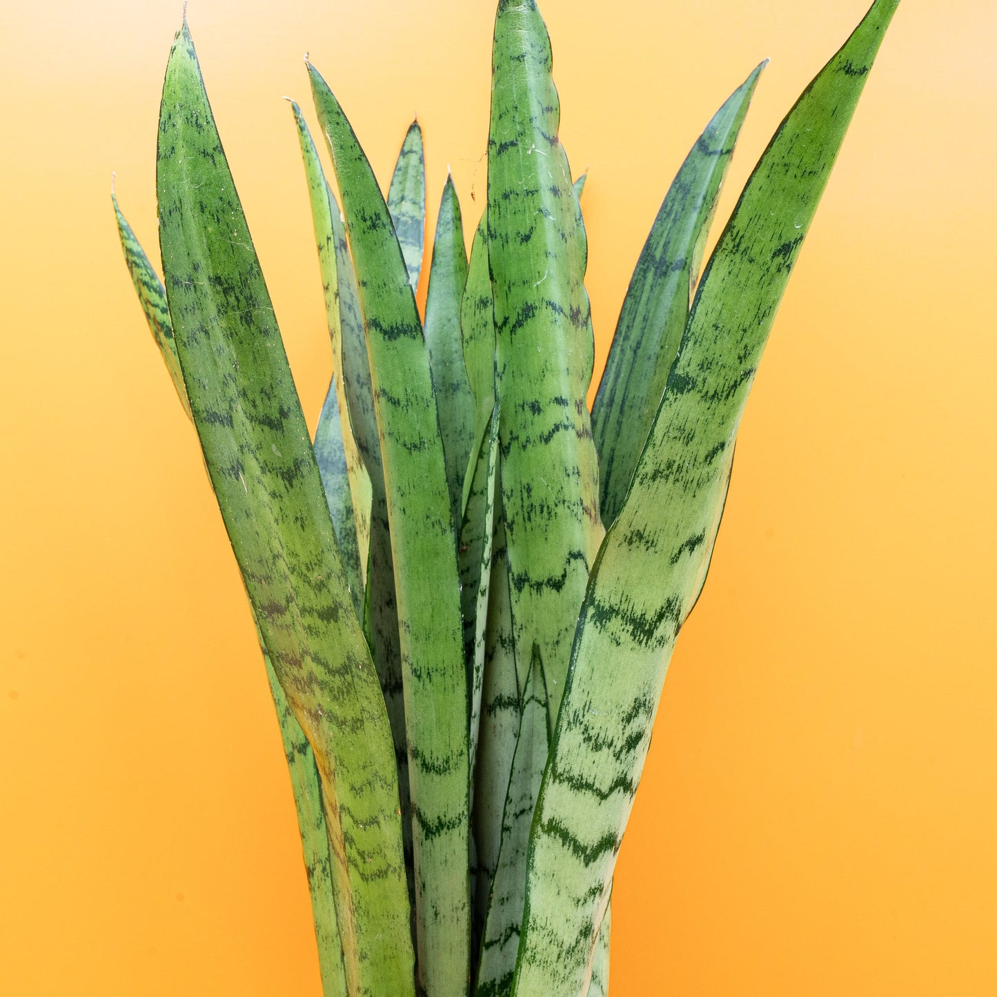 SANSEVIERIA SPEARMINT online bestellen bei potflourri