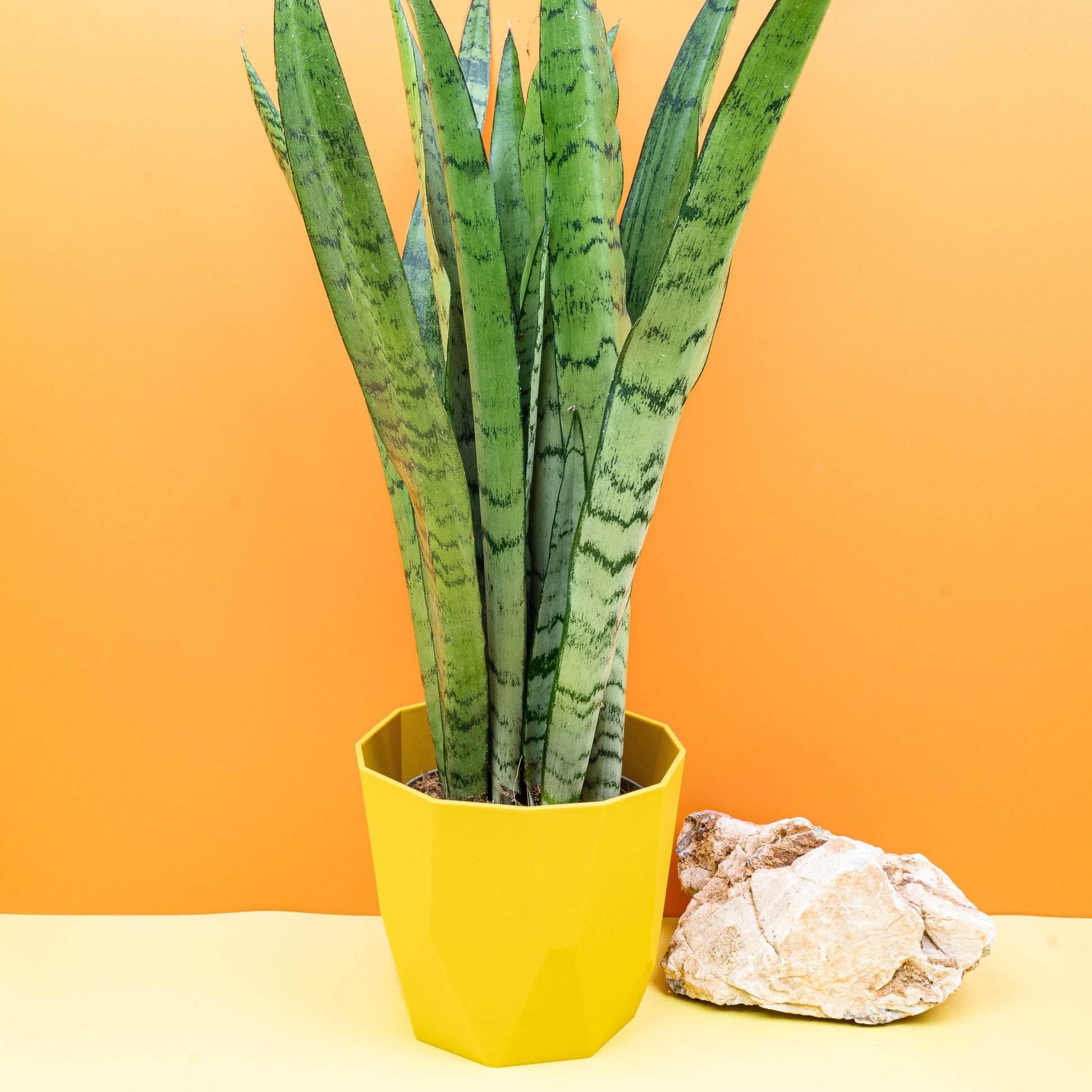 SANSEVIERIA SPEARMINT online bestellen bei potflourri