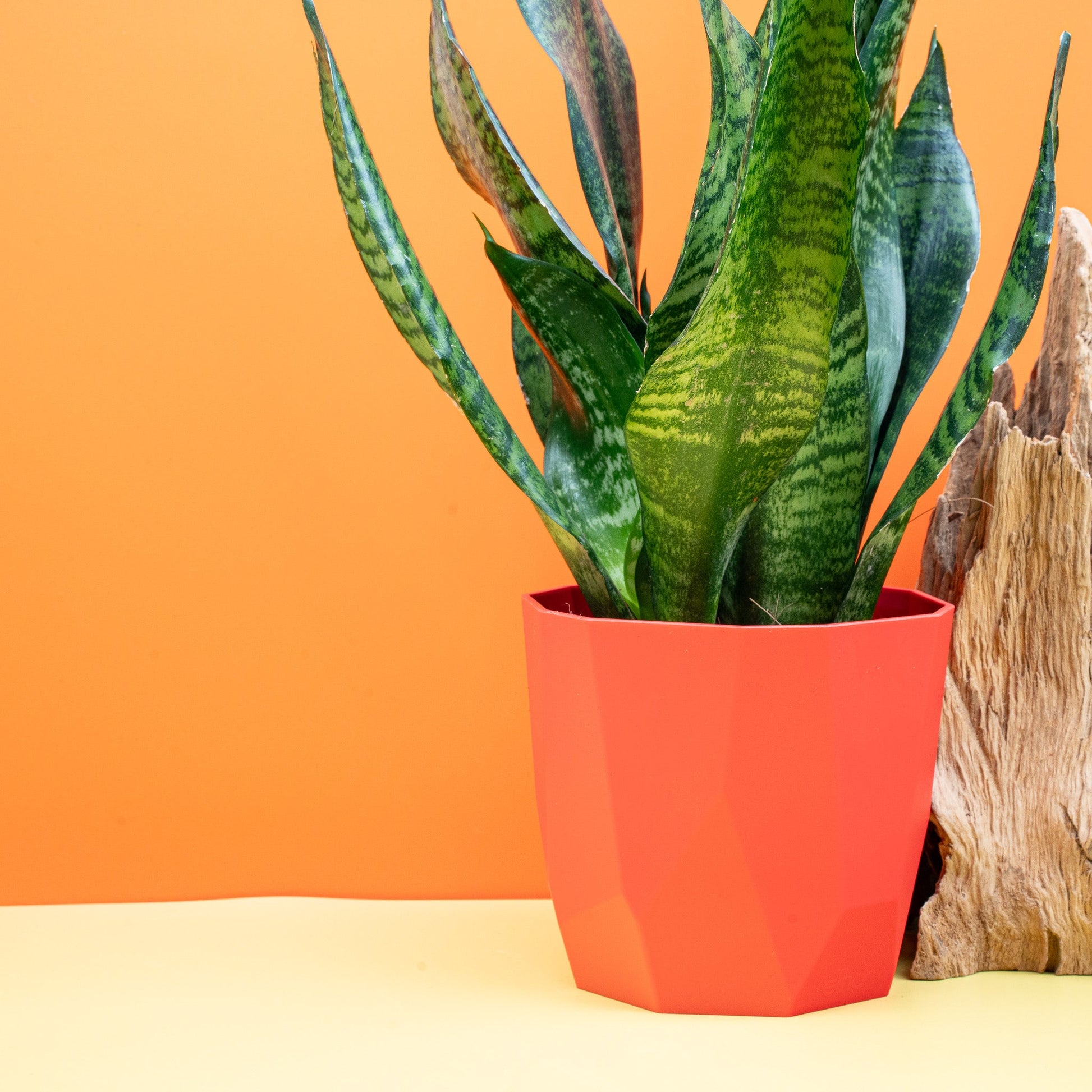 SANSEVIERIA SUPER GREEN online bestellen bei potflourri