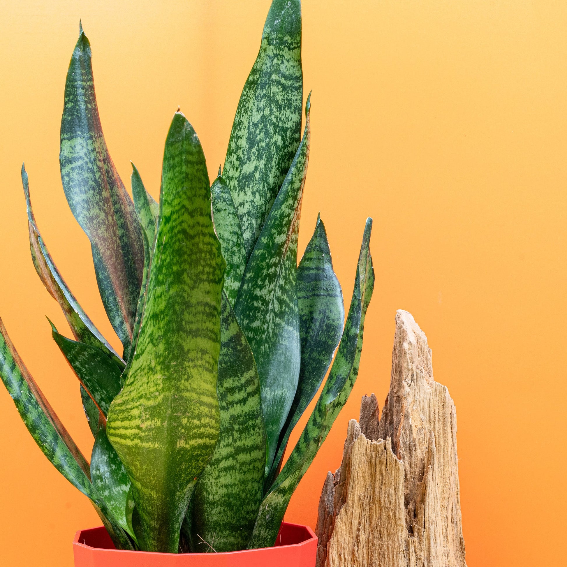 SANSEVIERIA SUPER GREEN online bestellen bei potflourri