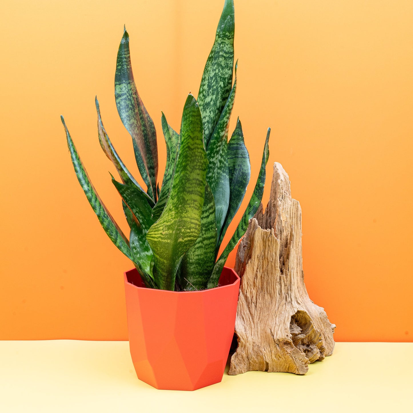 SANSEVIERIA SUPER GREEN online bestellen bei potflourri