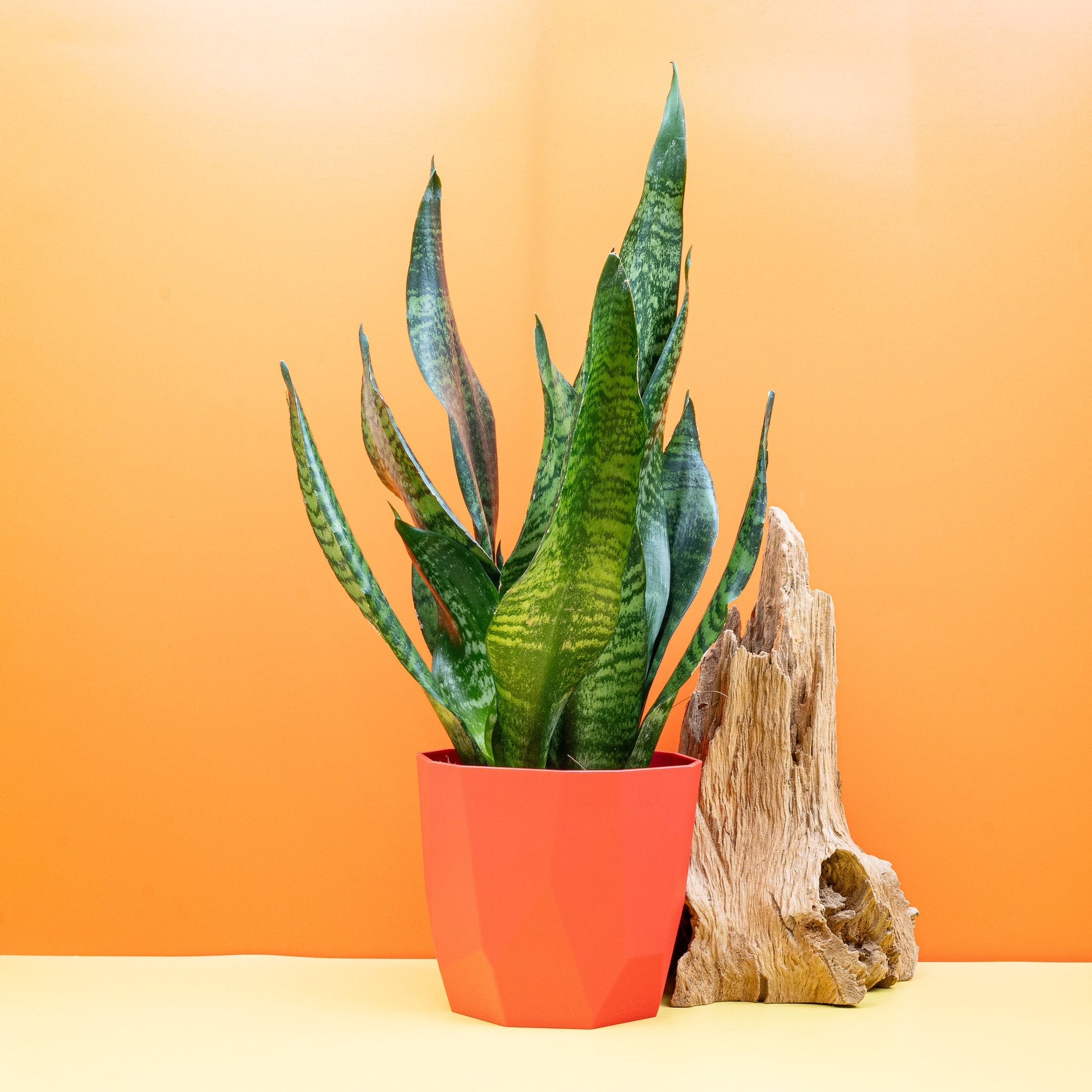 SANSEVIERIA SUPER GREEN online bestellen bei potflourri