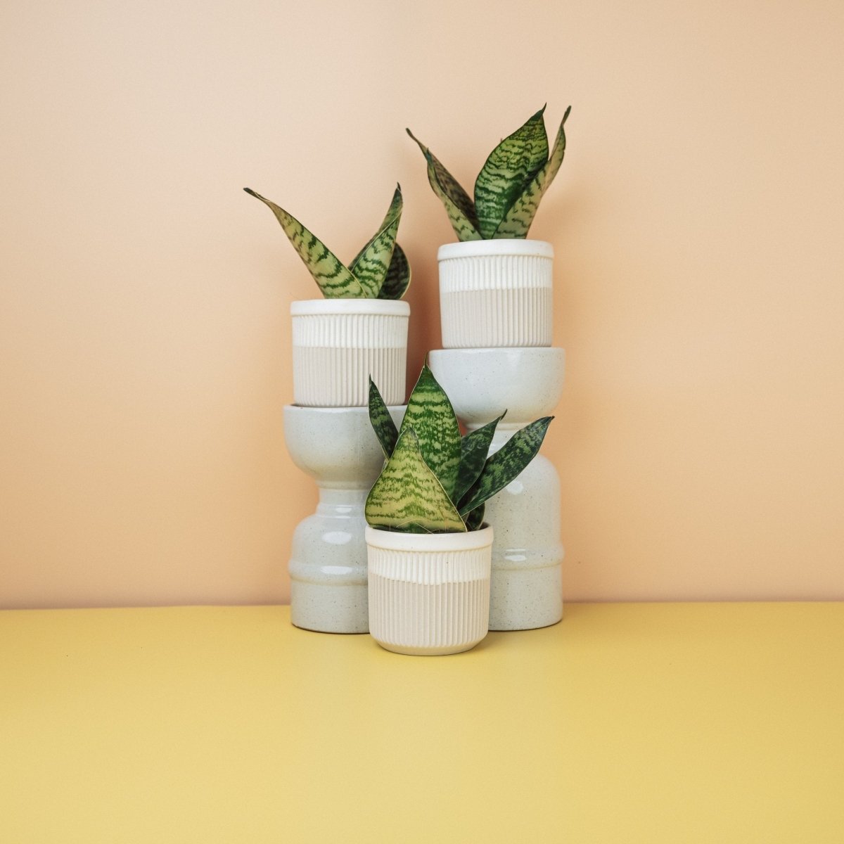 SANSEVIERIA TRIFASCIATA HAHNII online bestellen bei potflourri