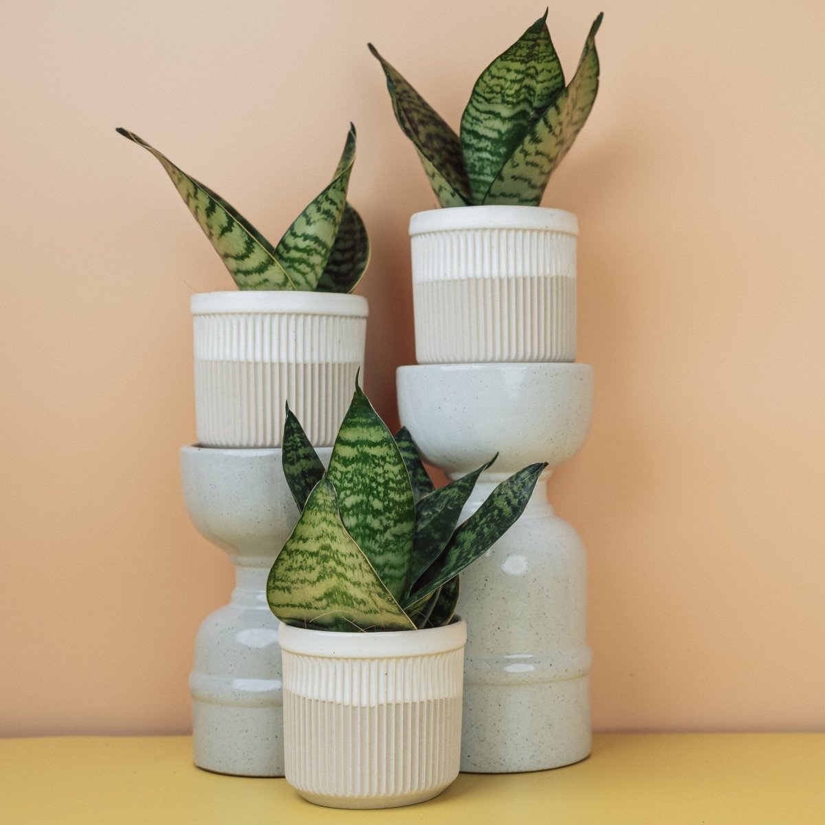 SANSEVIERIA TRIFASCIATA HAHNII online bestellen bei potflourri