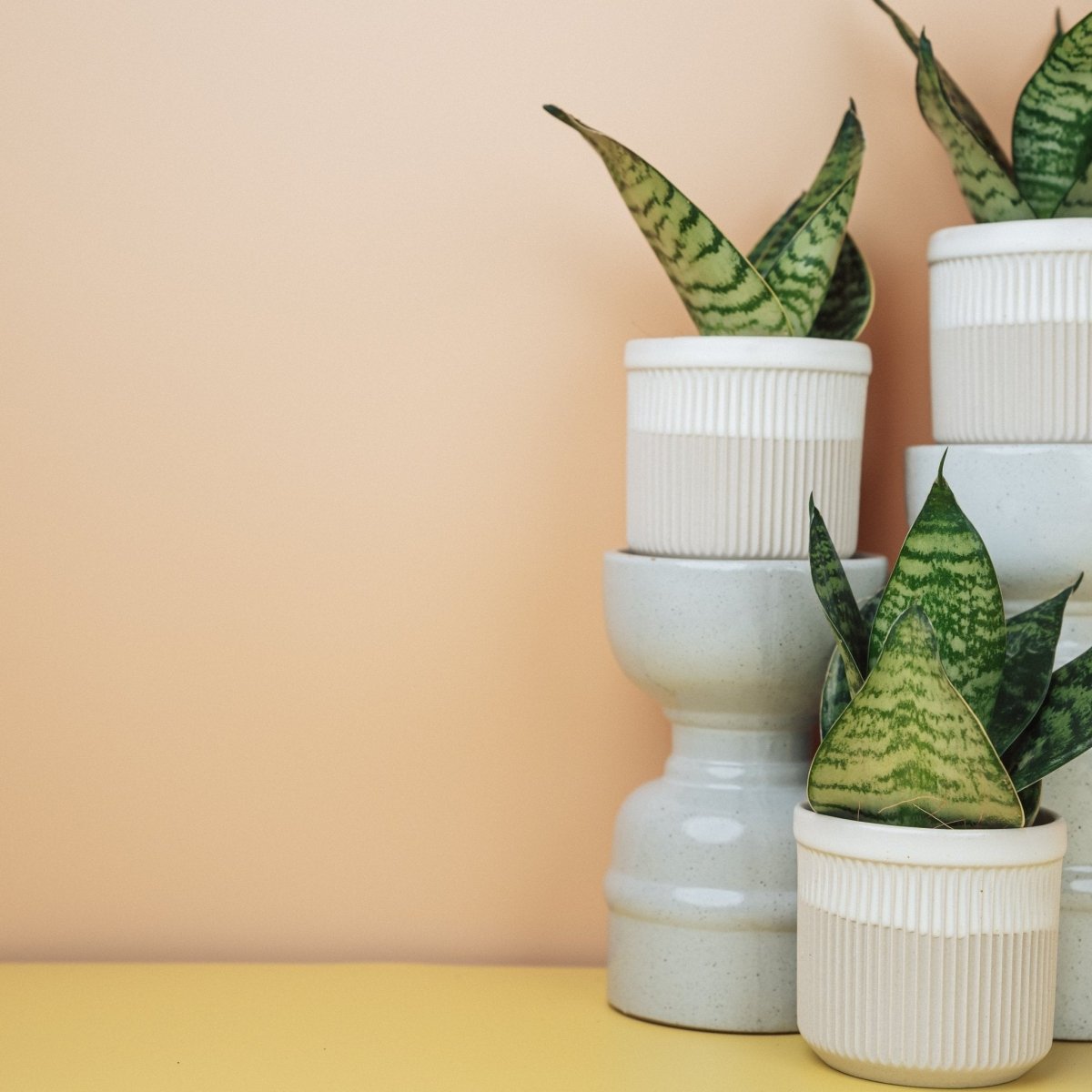 SANSEVIERIA TRIFASCIATA HAHNII online bestellen bei potflourri