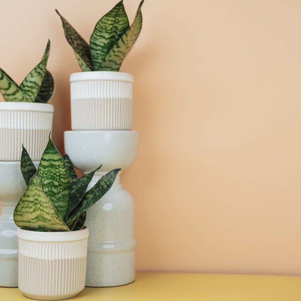 SANSEVIERIA TRIFASCIATA HAHNII online bestellen bei potflourri