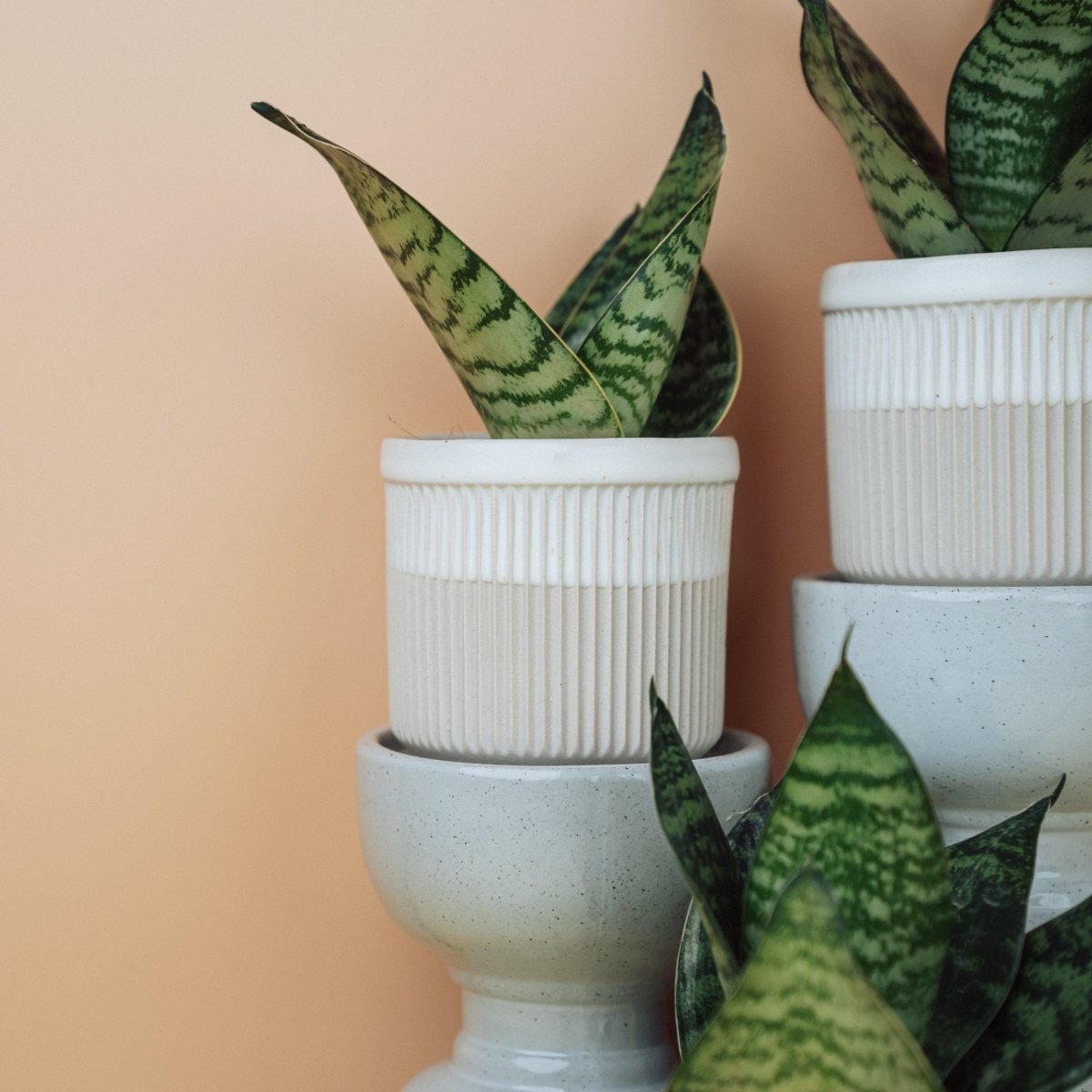 SANSEVIERIA TRIFASCIATA HAHNII online bestellen bei potflourri