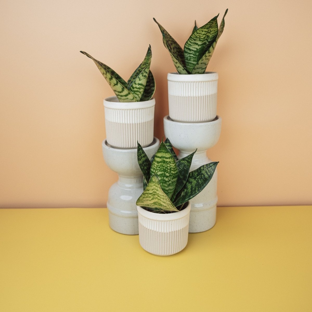 SANSEVIERIA TRIFASCIATA HAHNII online bestellen bei potflourri