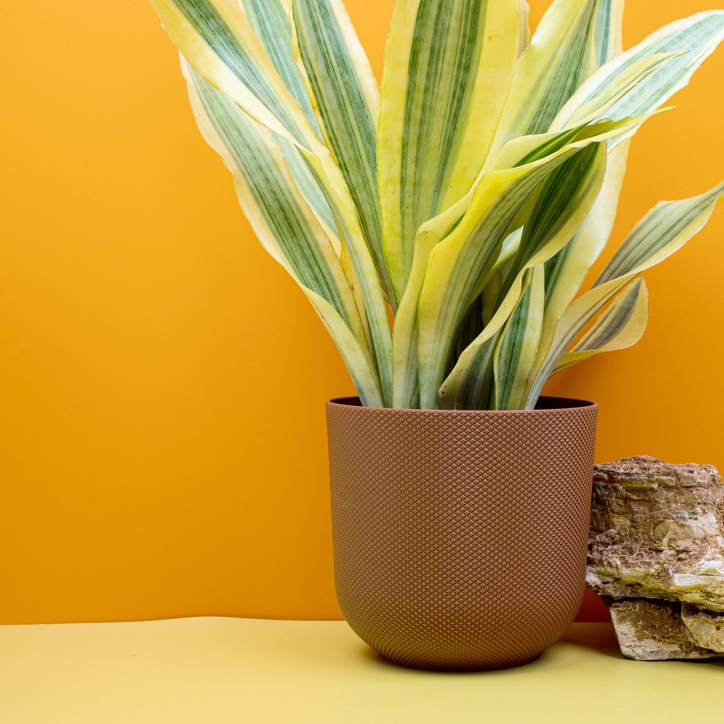 SANSEVIERIA YELLOWSTONE online bestellen bei potflourri