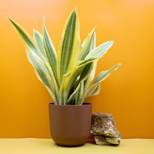 SANSEVIERIA YELLOWSTONE online bestellen bei potflourri