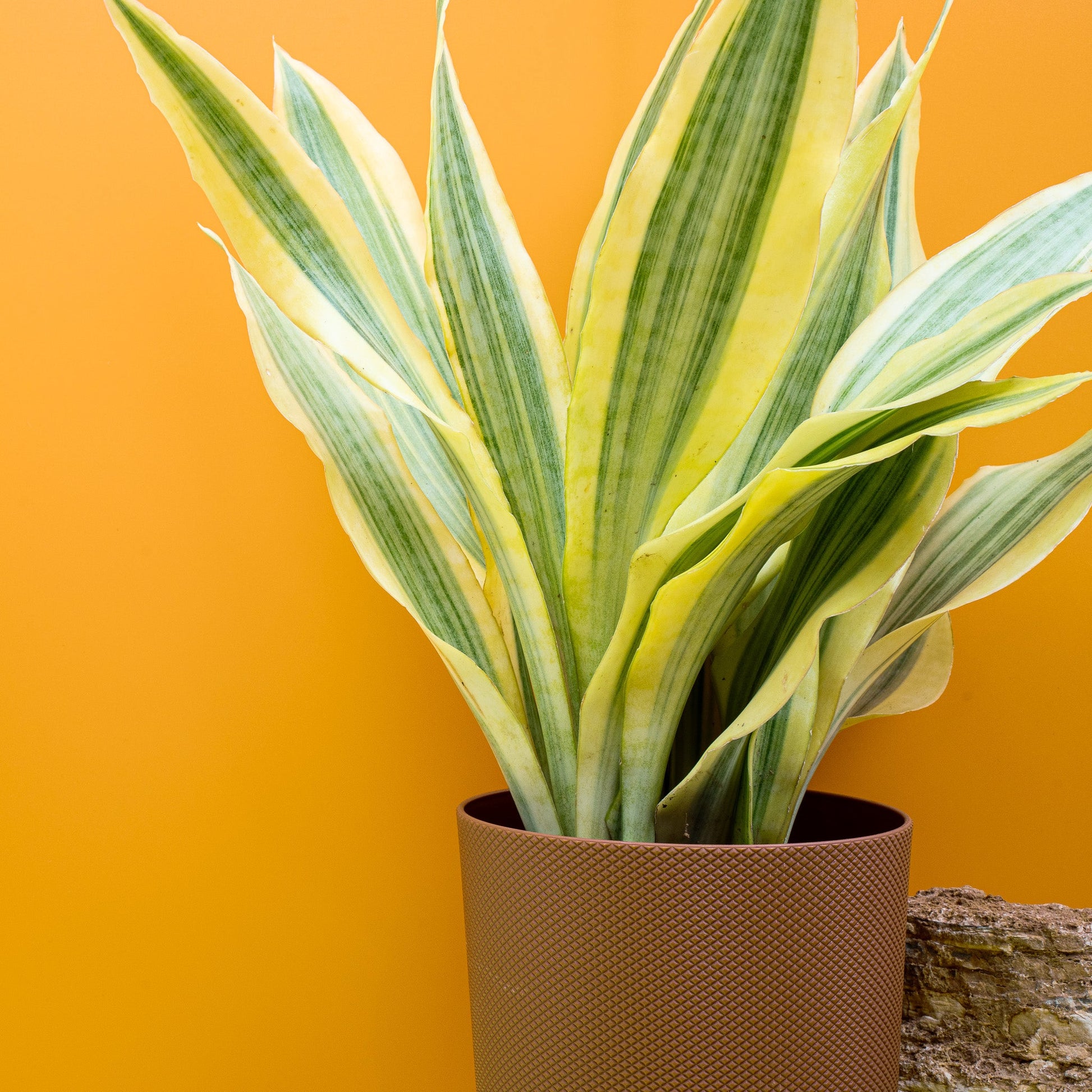 SANSEVIERIA YELLOWSTONE online bestellen bei potflourri