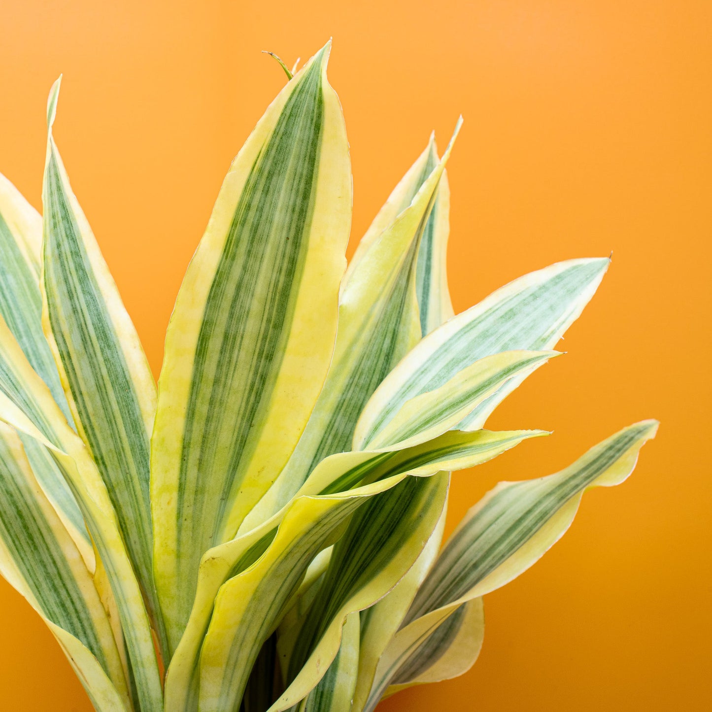 SANSEVIERIA YELLOWSTONE online bestellen bei potflourri