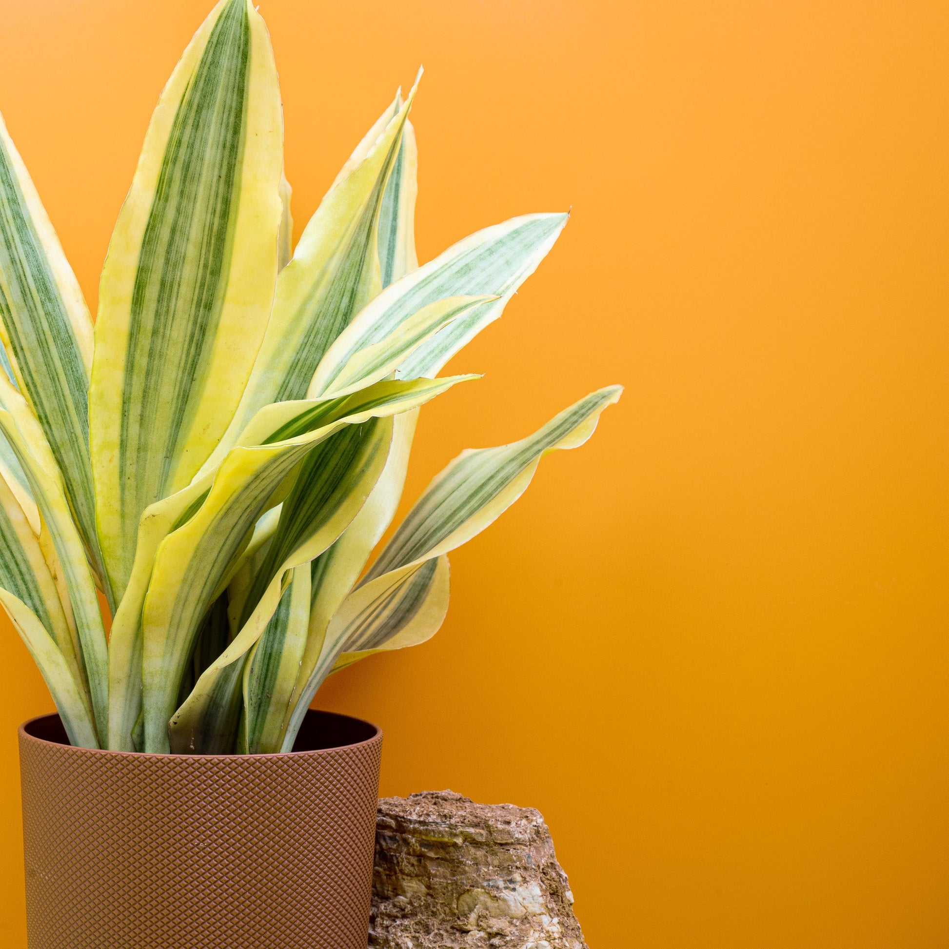 SANSEVIERIA YELLOWSTONE online bestellen bei potflourri