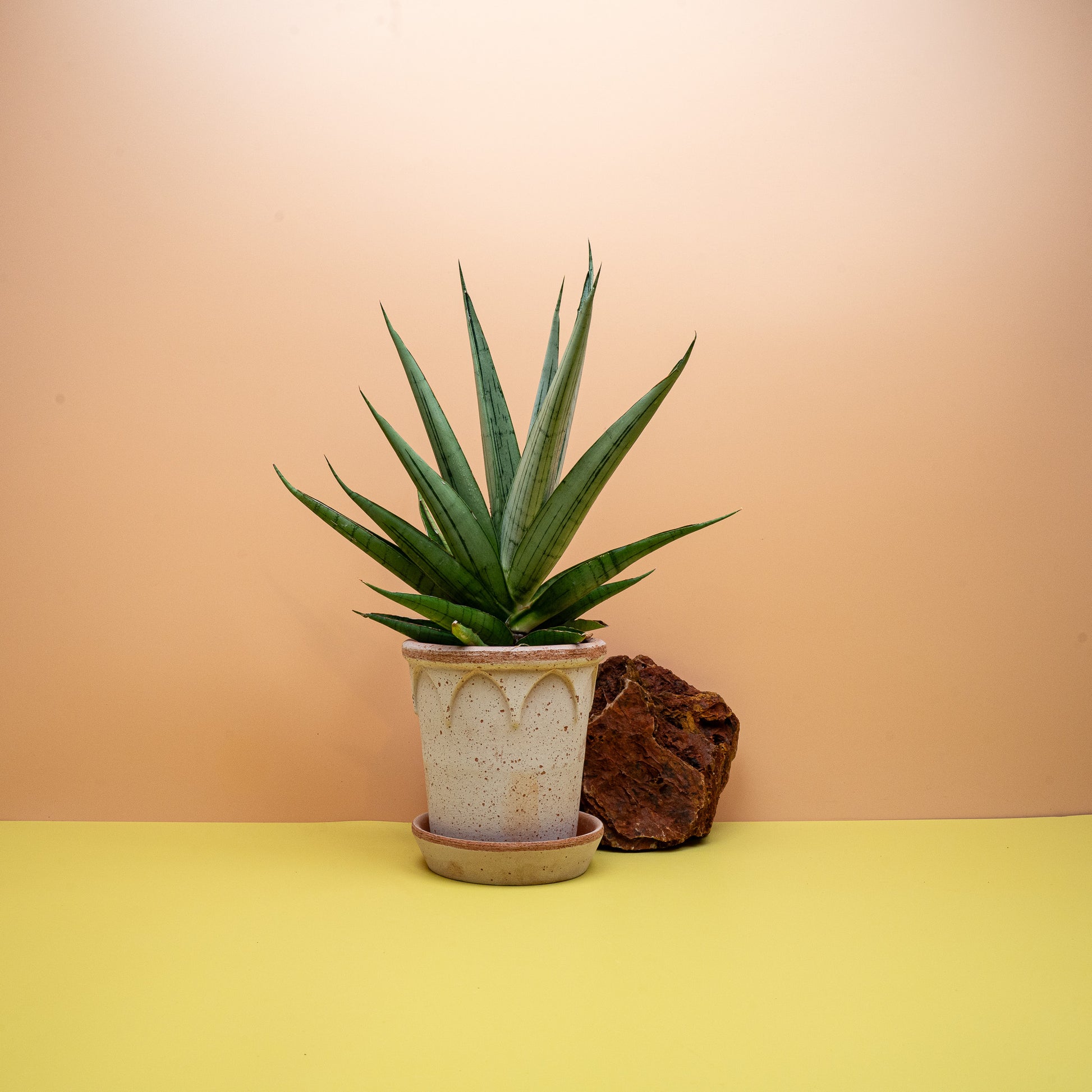 Sansevieria Comet Laurel Grey, matte Blattoberfläche im Detail – potflourri