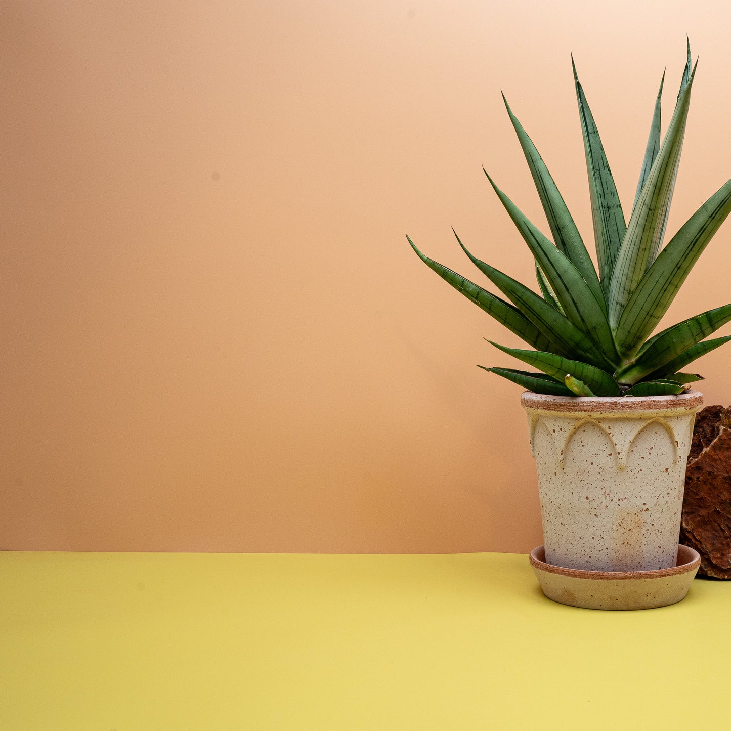 Sansevieria Comet Laurel Grey im Kulturtopf – potflourri