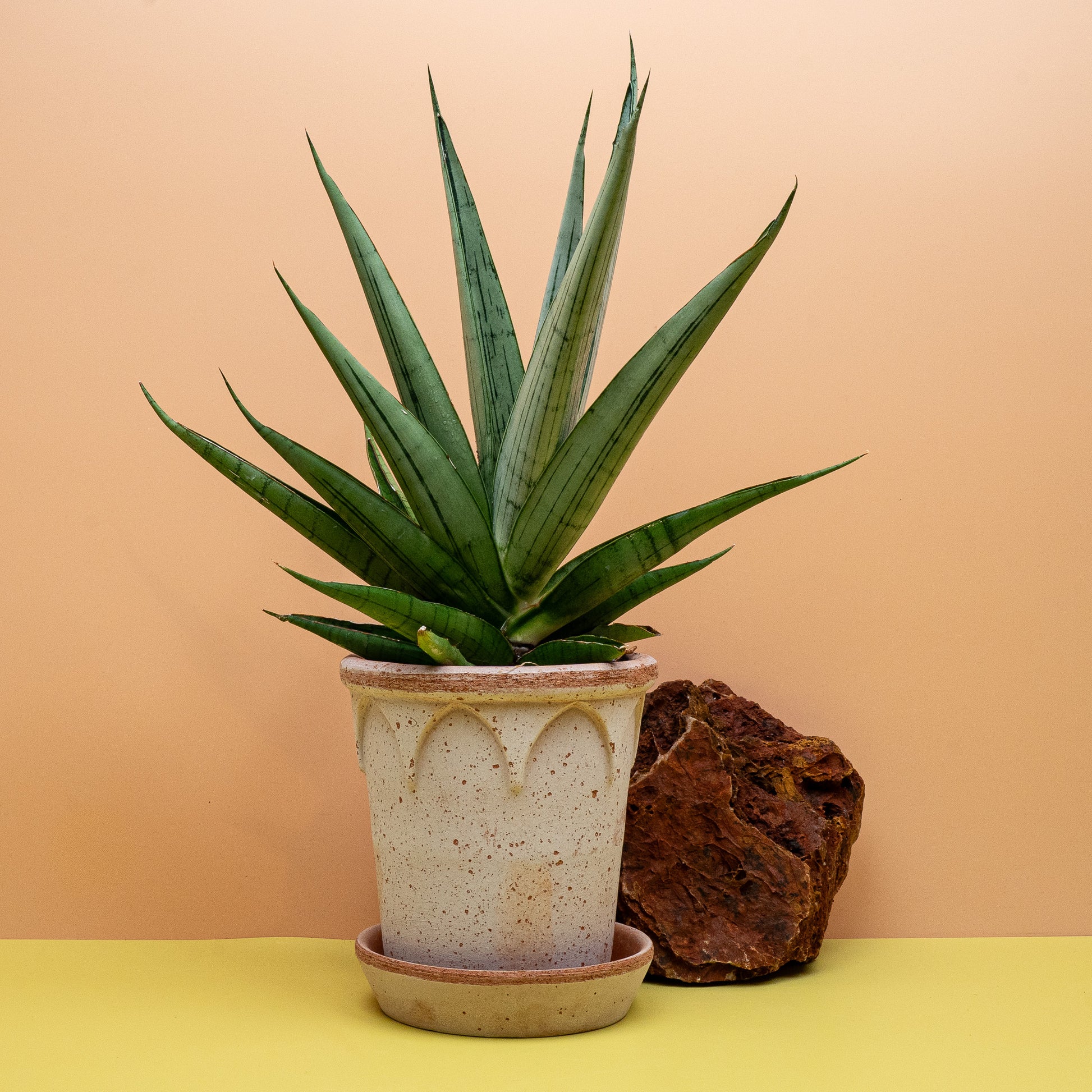 Sansevieria Comet Laurel Grey mit aufrechten, grau-grünen Blättern – potflourri