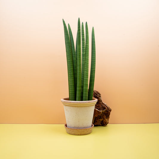 Sansevieria Cylindrica Straight, Zylinder-Bogenhanf mit runden Blättern – potflourri