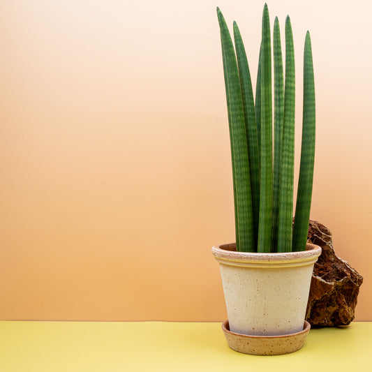 Sansevieria Cylindrica Straight, Zylinder-Bogenhanf mit runden Blättern – potflourri