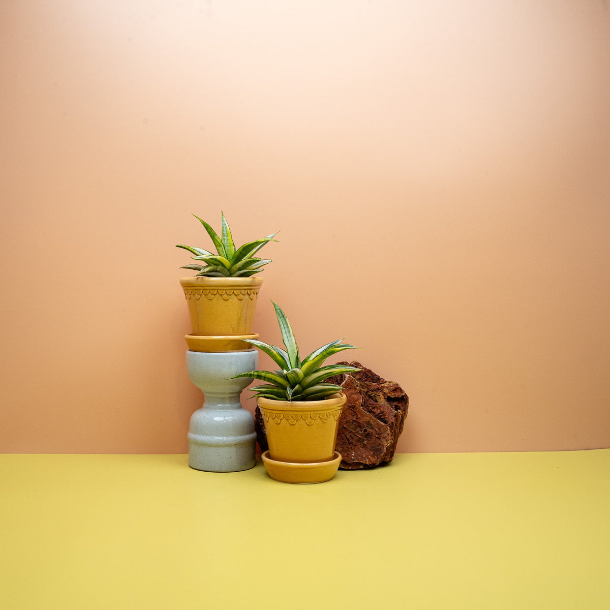 Sansevieria Gabriella Crown, kompakte Rosette mit gelbem Blattrand – potflourri