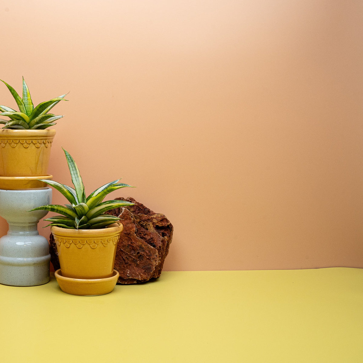 Sansevieria Gabriella Crown mit dunklerer Querbänderung auf mittelgrünem Blatt