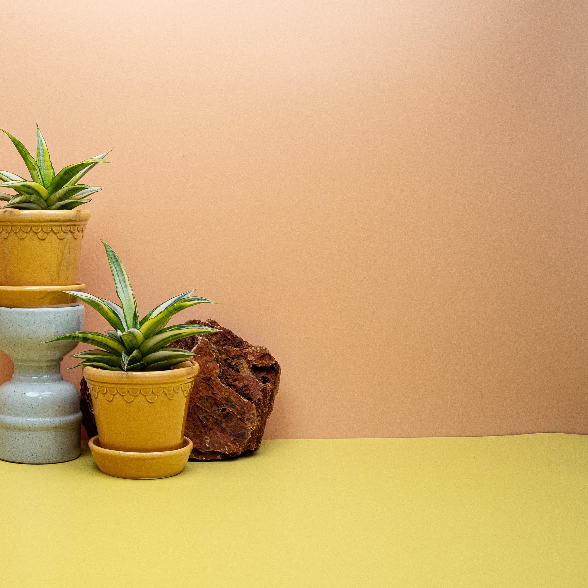 Sansevieria Gabriella Crown mit dunklerer Querbänderung auf mittelgrünem Blatt
