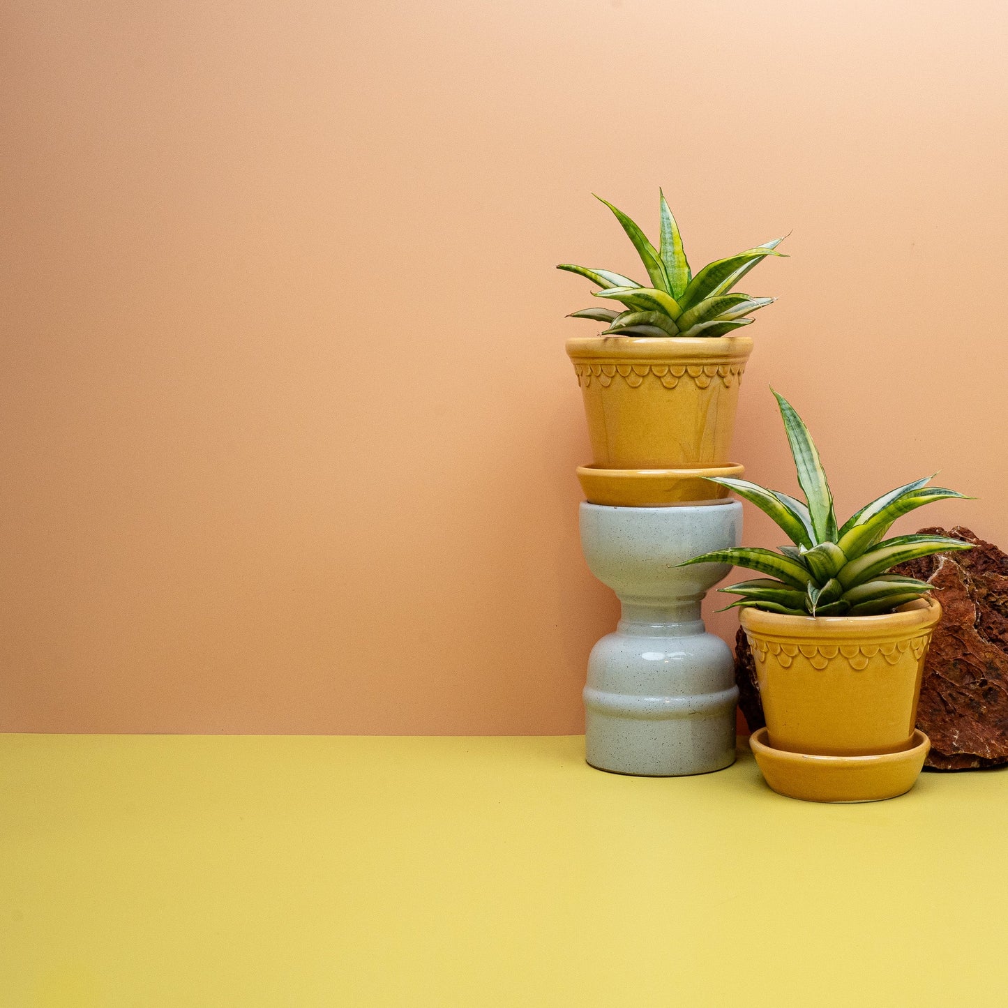Sansevieria Gabriella Crown als Bogenhanf im 9-cm-Topf