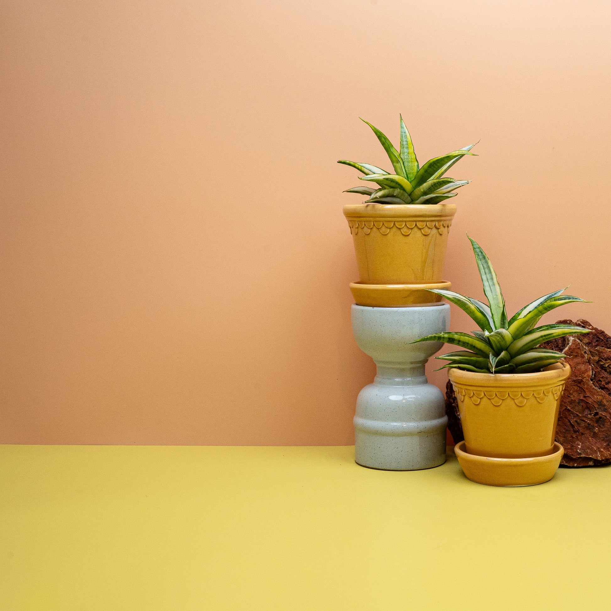 Sansevieria Gabriella Crown als Bogenhanf im 9-cm-Topf
