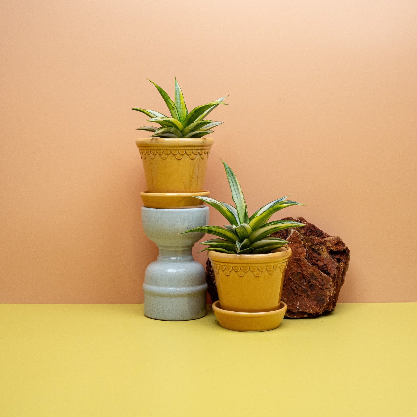 Sansevieria Gabriella Crown, kurze spitze Blätter in dichter Rosette