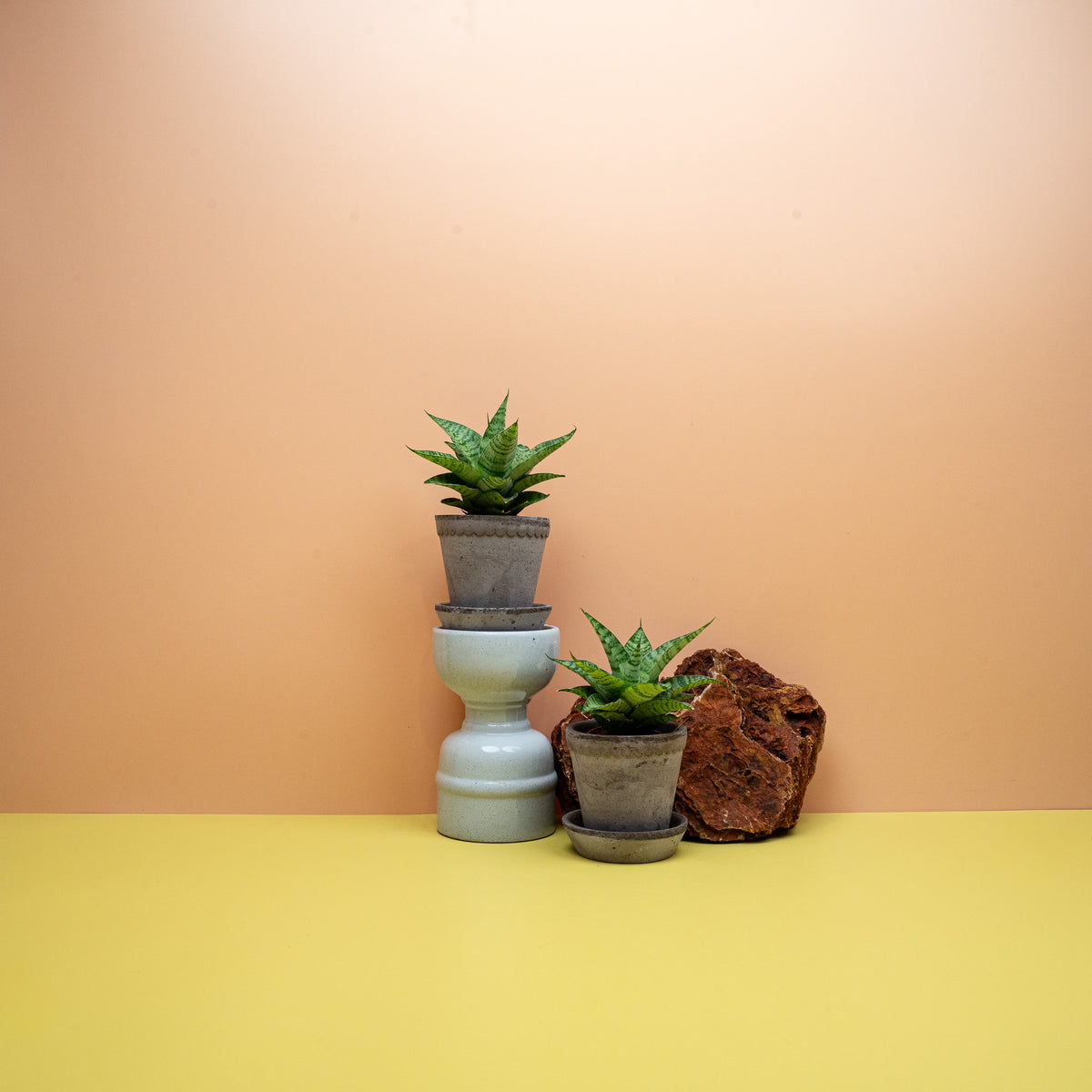 Sansevieria Gojo im 6-cm-Topf, pflegeleichte Zimmerpflanze – potflourri